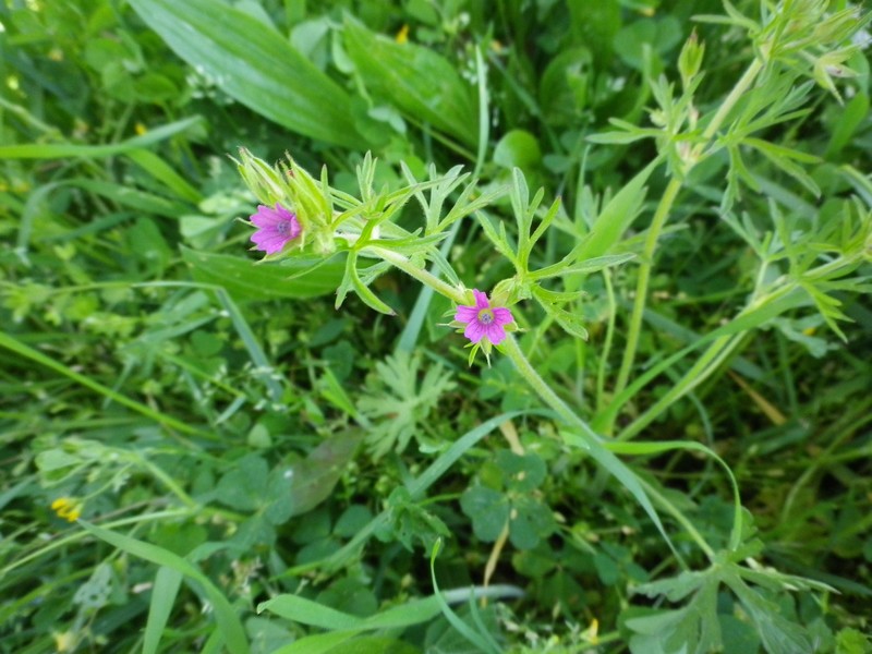 Geranium dissectum L.